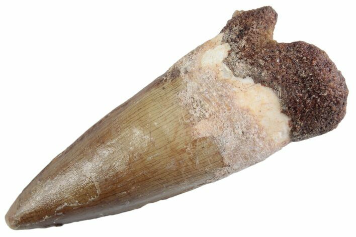 Fossil Spinosaurus Tooth - Real Dinosaur Tooth #368048